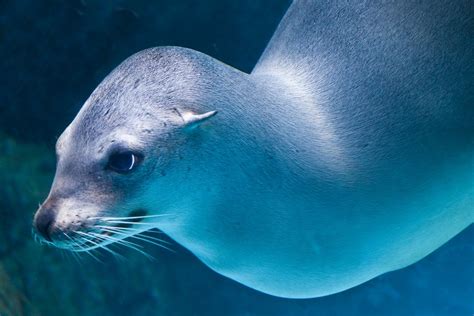 Very Playful Seal Underwater Animals Arctic Animals Animal Species