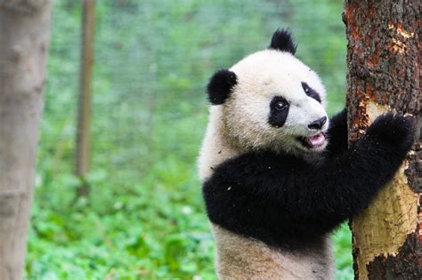 Sichuan La Province Des épices Et Des Pandas Terres De Chine