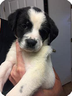 Socialization training should be given to the border collie puppies so that they can get along well with other dogs and pets comfortably. Fort Collins, CO - Border Collie Mix. Meet Lillian Hardin ...