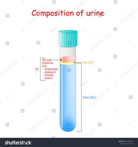Composition Urine Urine Mainly Made Water Stock Vector Royalty Free