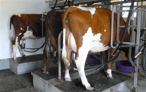 Ayrshire Cows Origin Characteristics Uses And More Facts Sand Creek Farm