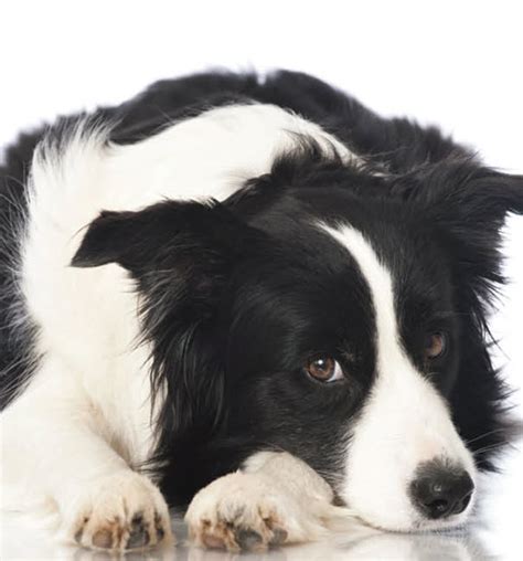 Learn About The Border Collie Dog Breed From A Trusted