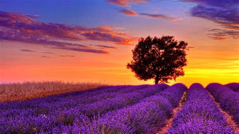 Lavender Flower Field Sunset High Resolution Wallpaper For Desktop