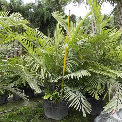 Dwarf Royal Palm Tree