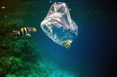 Ban Single Use Plastics In Australia Thevocalminority