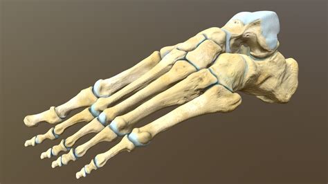 Left Human Foot Bones Buy Royalty Free 3d Model By Catherine Sulzmann