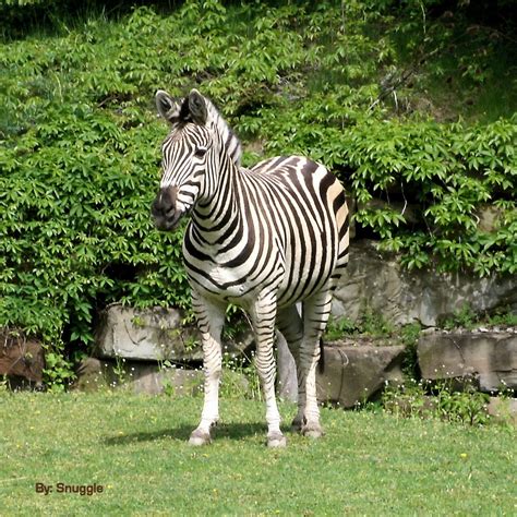 Zebra Print At Cleveland Zoo Zoo Animals Photos Zoo Animals