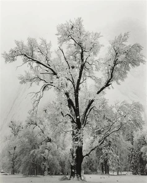 Ansel Adams Oak Tree Snowstorm Yosemite National Park 1948 R