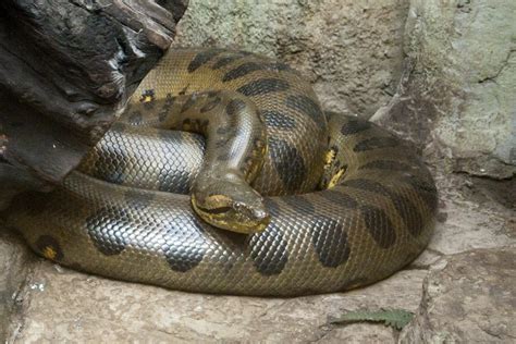 Green Anaconda Snakes At Pwps Reptile Section Paradise Wildlife Park