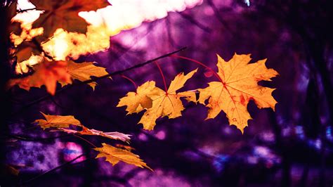 Dry Leaves Tree Branches In Purple Bokeh Background Scenery 4k Hd