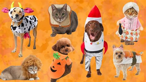 17 Funny Cute Dog Halloween Costumes We Love For 2021 Picks For