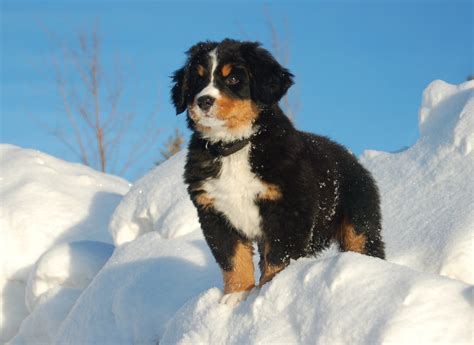 Bernese Mountain Dog Puppy Gazing Into The Distance Wallpapers And