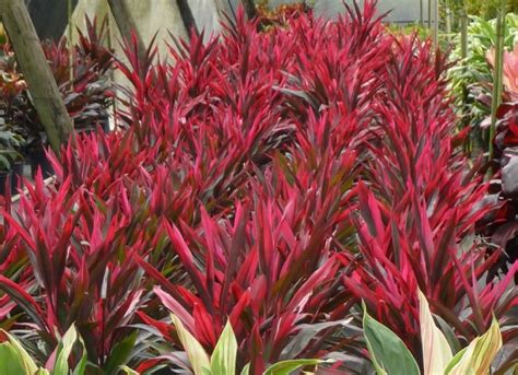 Eccone tre dalle foglie colorate il blog di yougardener — 14 piante dalle foglie rosse. Arbusti, eccone alcuni a foglie rosse per giardini e siepi ...