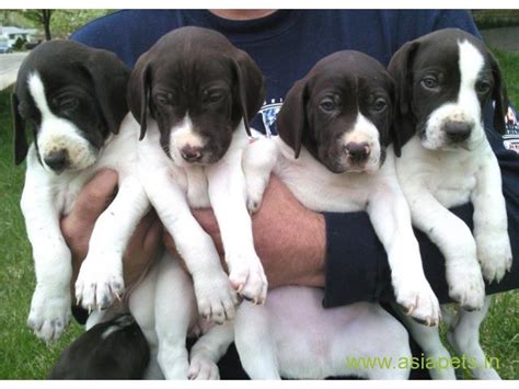 They are one of the most popular breeds there. pitbull puppy for sale in Bangalore best price | Pitbull ...