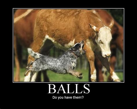 Balls Do You Have Them Cattle Dog Blue Heeler Dogs Cattle Dogs Rule