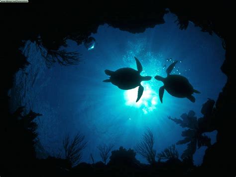 Sea Turtles Wallpapers Wallpaper Cave