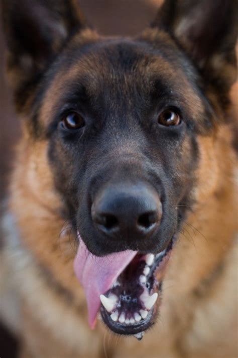 The German Shepherd Is A Breed Of Large Sized Working Dog That