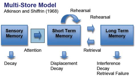 The store has _stores (one for each of our senses) and the two main stores are. Psychology AS level (AQA)