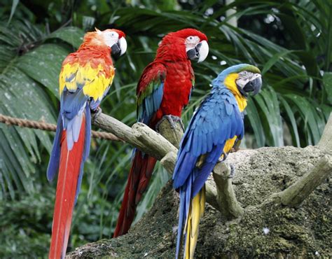 Animals Tropical Rainforest Tropical Rainforest Animals Diet Habitat