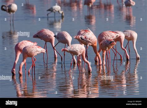 Flamboyance Of Lesser Flamingos Phoenicopterus Minor Nakuru National