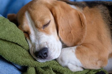 Maybe you would like to learn more about one of these? Inside House Dog Breeds - Small House Interior Design