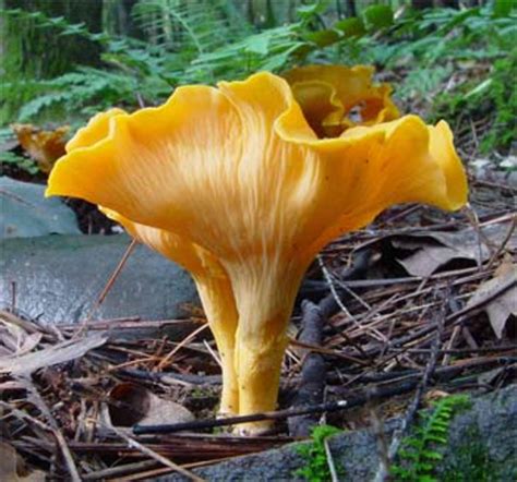 Edible Wild Mushrooms Identification