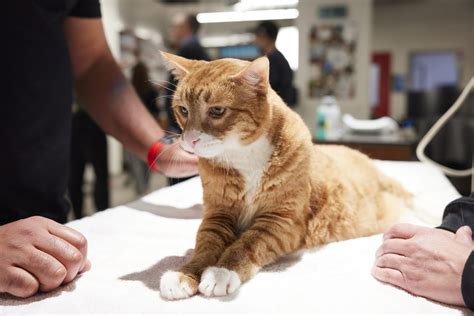 How To Tell If Your Cat Has A Broken Tail Veterinary Emergency Group