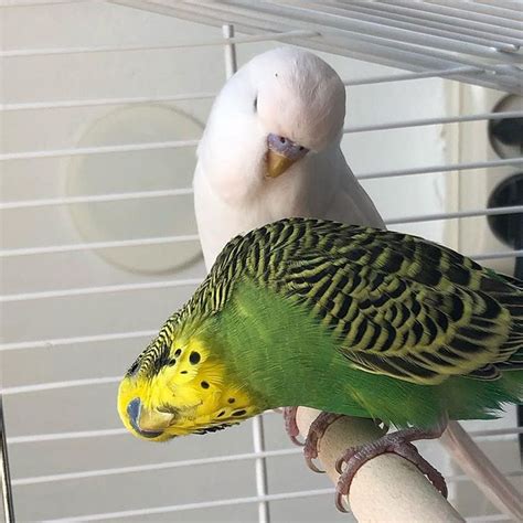 Coco And Sir Fluffs 🇳🇱 Op Instagram Oh Hello🙈 Budgie