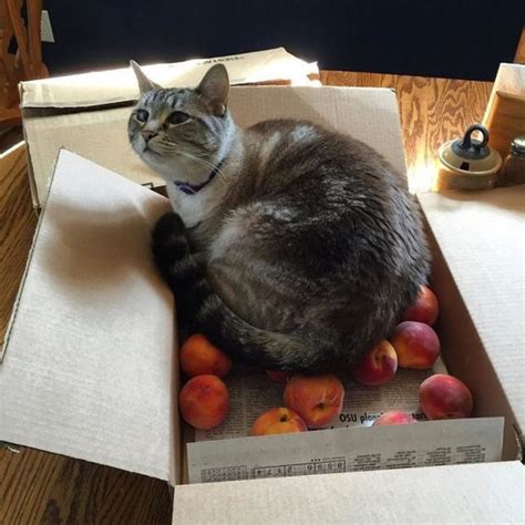 What human food can cats eat, and what not to feed cats. Can Cats Eat Peaches? Are Peaches Safe For Cats | Cats ...