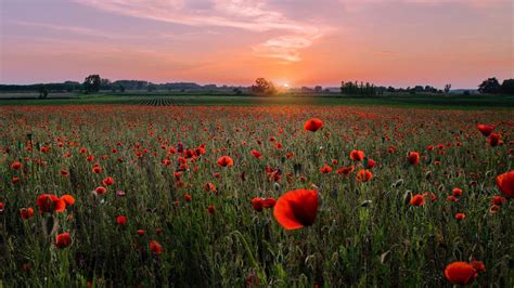 Download Wallpaper 1280x720 Poppies Field Sunset