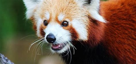 Red Pandas May Be Two Separate Species Unexplained Mysteries