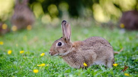 Bunny Facts You Must Know Times Knowledge India