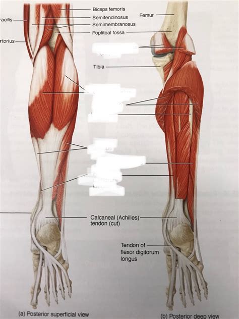 Leg Posterior Diagram Quizlet
