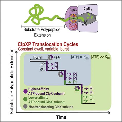 The Clpxp Protease Unfolds Substrates Using A Constant Rate Of Pulling