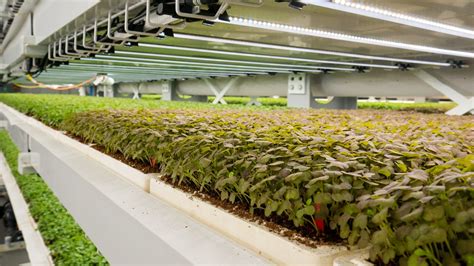 The Worlds Largest Vertical Farm Will Fertilize Crops With Fish Poop