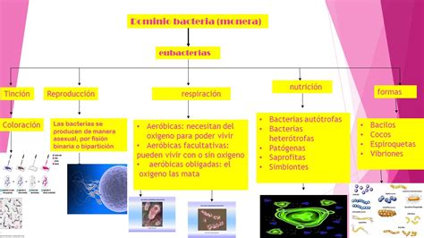 Blog De Biologia Rosi Dominio Bacteria