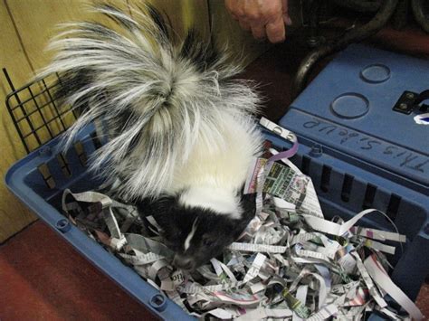 Pet skunks are mainly kept in the united states, canada, germany, the netherlands, poland, and italy. Pet Skunk Care sheet