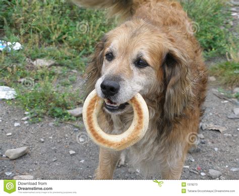 The dog with the bagel stock image. Image of lights, animals - 1378273