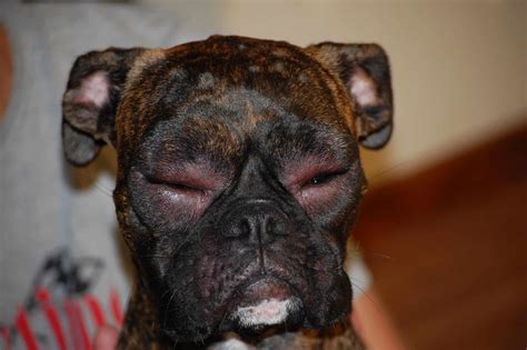 Dog Eyes Swollen Shut Causes And Treatment Dogs Cats Pets