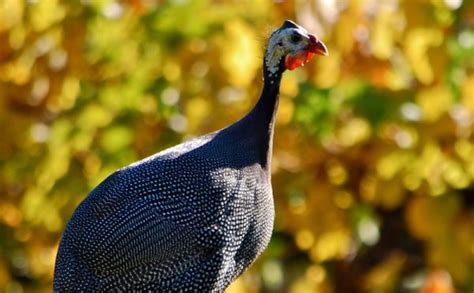 Raising Guinea Fowl All You Need To Know To Do It Right