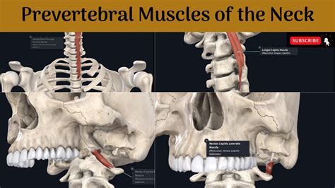 Prevertebral Muscles Of The Neck Longus Cervicis And Capitis Rectus