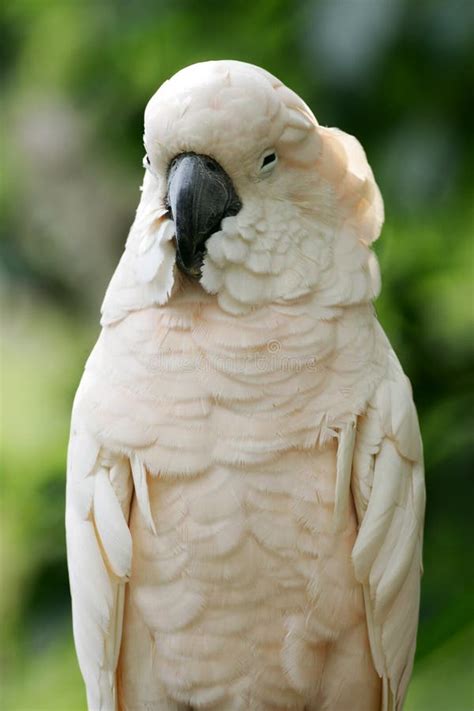 White Parrot Stock Photo Image Of Parrots Paradise Bird 4406714