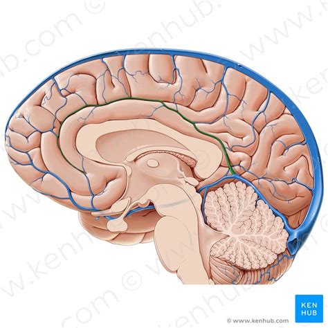 Corteza Prefrontal Estructura Y Función Kenhub