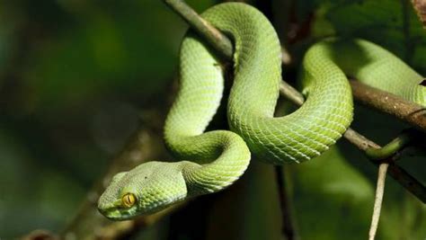 What Do You Know About Snakes Mnn Mother Nature Network