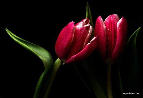 50 Hình ảnh Hoa Tulip đẹp Nhất Hình Nền Hoa Tulip Full Hd Tulips