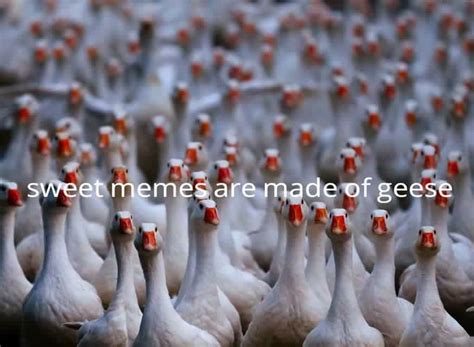 Sweet Memes Are Made Of Geese Yepgonna Be Singing That Song Like