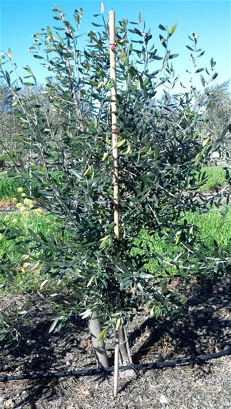 If left unpruned, it can grow as tall as it does wide. Olive Tree Farm Nursery - Careful Selection, Delivery and ...