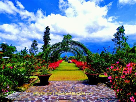 Kebun Bunga Mawar Di Garut Jamban Saturnus