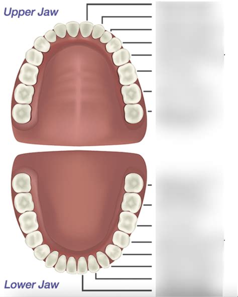 Digestive Teeth Diagram Quizlet