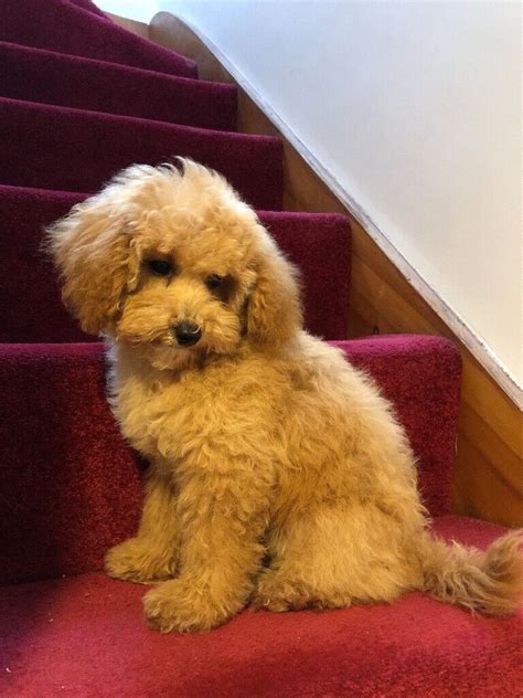 Adorable Pedigree Apricot Toy Poodle Puppy Girl In Gabalfa Cardiff